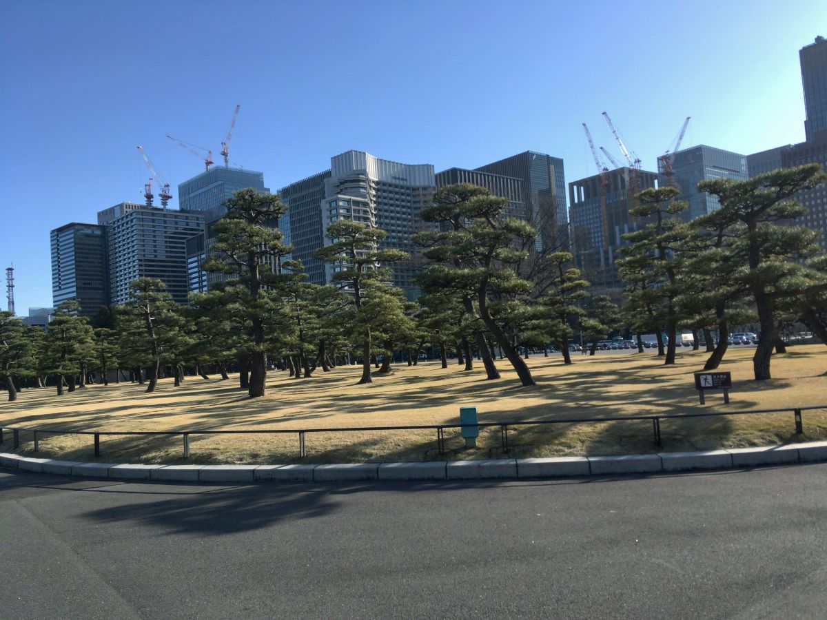 皇居の敷地内で撮影した写真です。中央付近には木々が生えています。画像の奥川にはビル群がそびえたっています。また、空は快晴です。